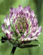  Red Clover can contribute to Uterine Fibroid tumor ( myoma )