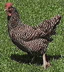 chickens with uterine fibroid tumor ( myoma )